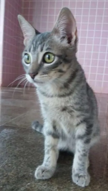 Gato ra a SRD idade 2 a 6 meses nome Sem nome