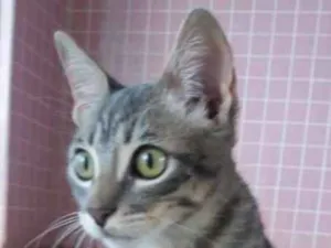 Gato raça SRD idade 2 a 6 meses nome Sem nome