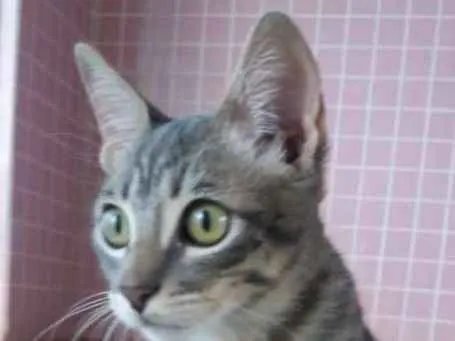 Gato ra a SRD idade 2 a 6 meses nome Sem nome