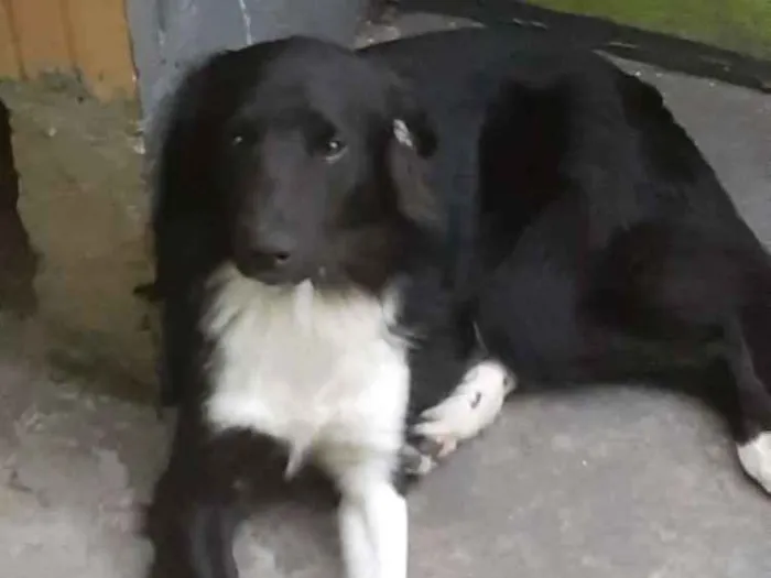 Cachorro ra a Não sei idade 7 a 11 meses nome Timão 