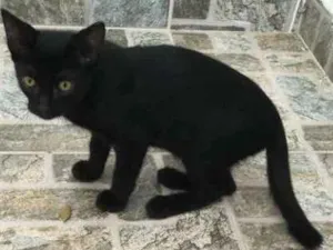 Gato raça Srd idade 2 a 6 meses nome Tico e Teco