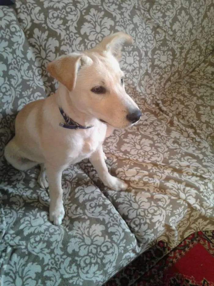 Cachorro ra a SDR idade 2 a 6 meses nome Sem nome