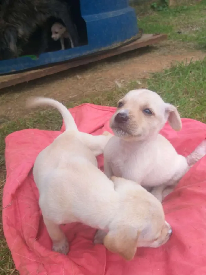Cachorro ra a Sem raça definida  idade Abaixo de 2 meses nome Filhotes