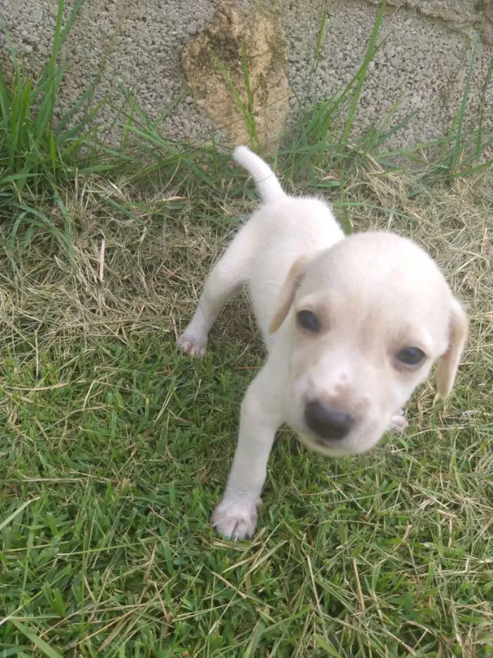 Cachorro ra a Sem raça definida  idade Abaixo de 2 meses nome Filhotes