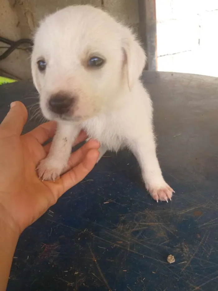 Cachorro ra a Sem raça definida  idade Abaixo de 2 meses nome Filhotes