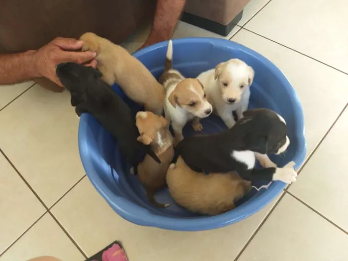 Cachorro ra a Sem raça definida  idade Abaixo de 2 meses nome Filhotes