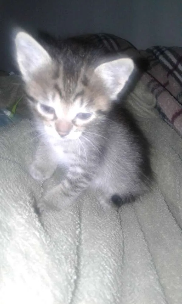 Gato ra a Vira-lata idade Abaixo de 2 meses nome Sem nome