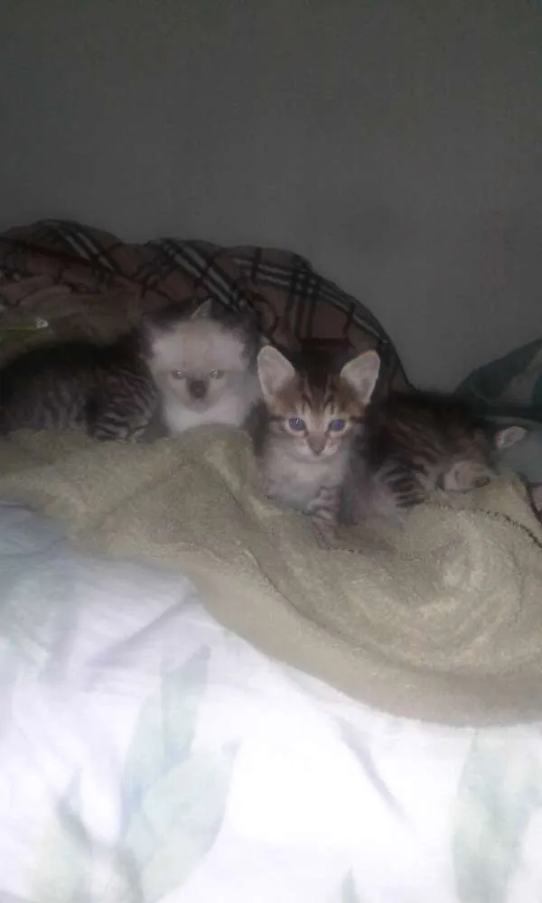 Gato ra a Vira-lata idade Abaixo de 2 meses nome Sem nome