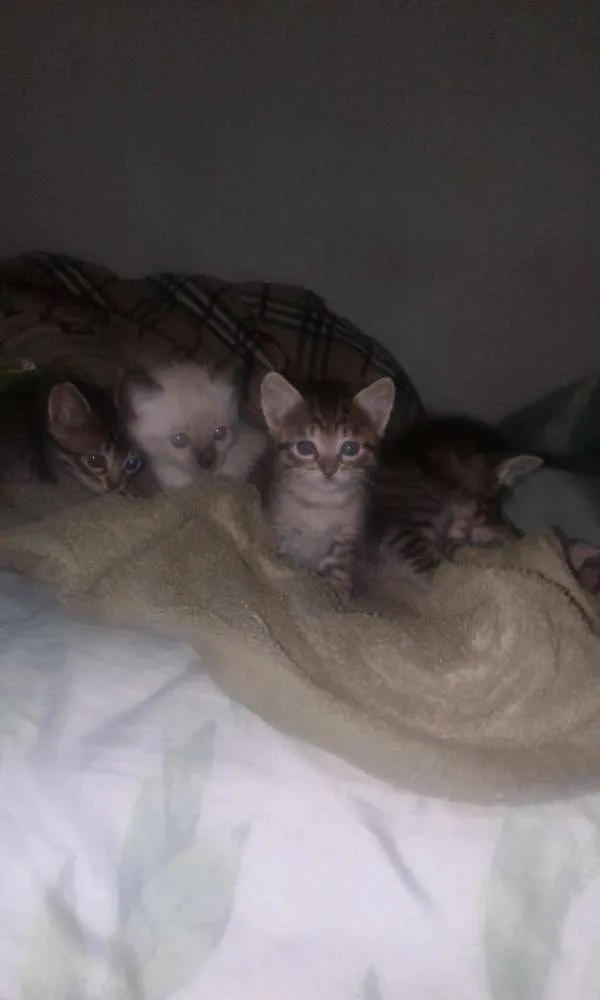 Gato ra a Vira-lata idade Abaixo de 2 meses nome Sem nome
