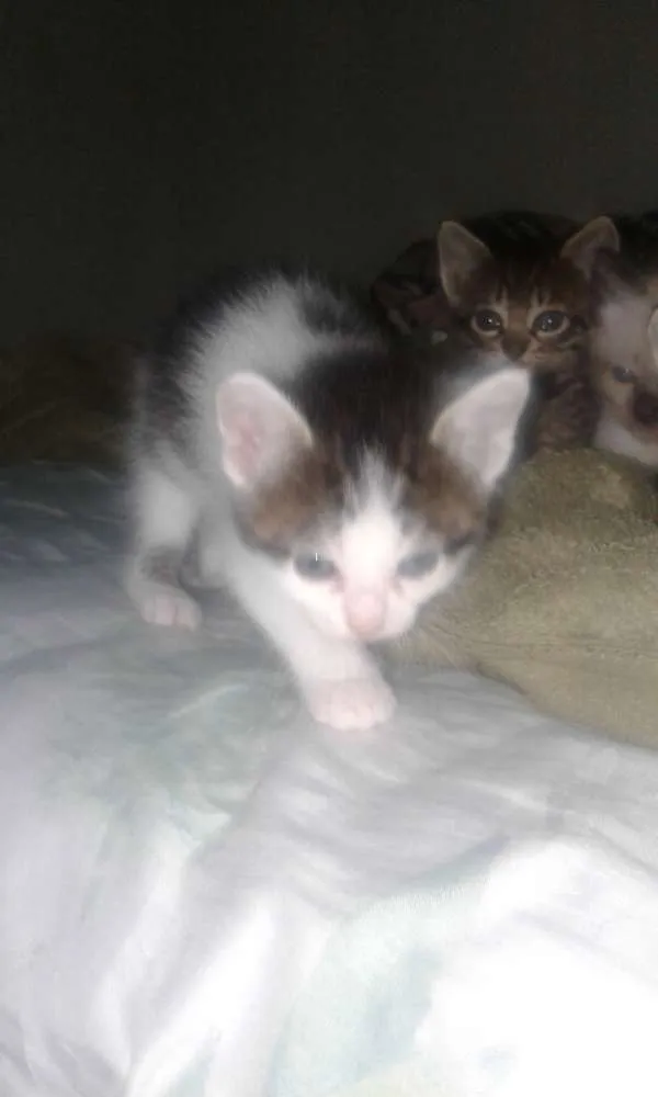Gato ra a Vira-lata idade Abaixo de 2 meses nome Sem nome