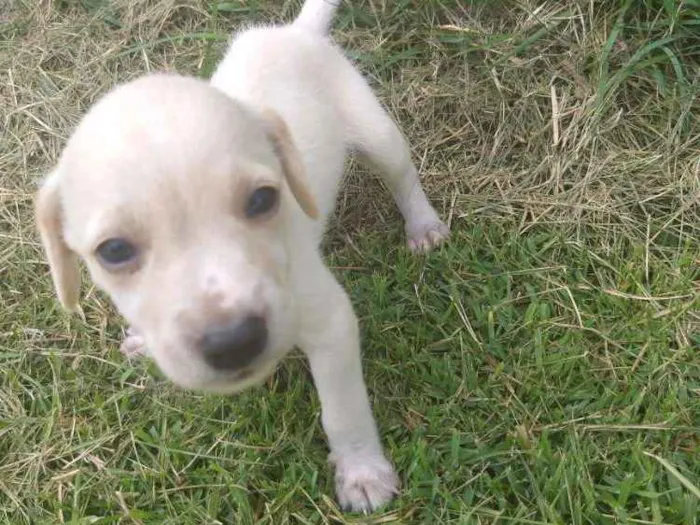 Cachorro ra a Sem raça definida  idade Abaixo de 2 meses nome Filhotes