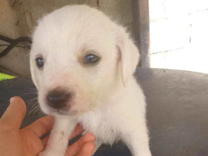 Cachorro ra a Sem raça definida  idade Abaixo de 2 meses nome Filhotes