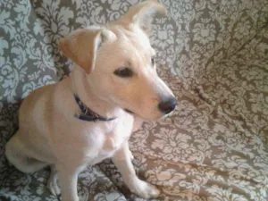 Cachorro raça SDR idade 2 a 6 meses nome Sem nome