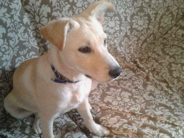 Cachorro ra a SDR idade 2 a 6 meses nome Sem nome