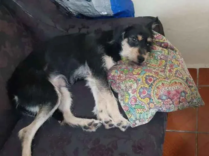 Cachorro ra a Sem raça  idade 1 ano nome Amora 