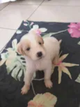 Filhotes