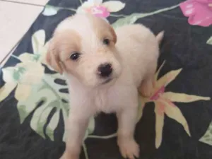Cachorro raça Sem raça definida  idade Abaixo de 2 meses nome Filhotes