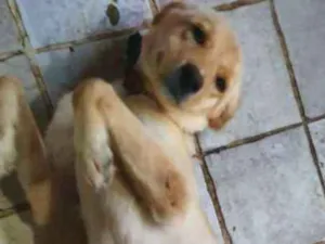 Cachorro raça Labrador idade 2 a 6 meses nome Lunna