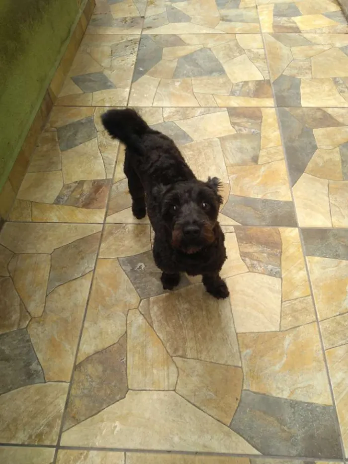 Cachorro raça Indefinido idade 1 ano nome Pretinho