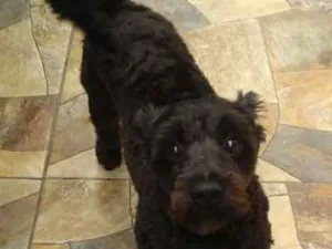 Cachorro raça Indefinido idade 1 ano nome Pretinho