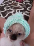 Amora e kika