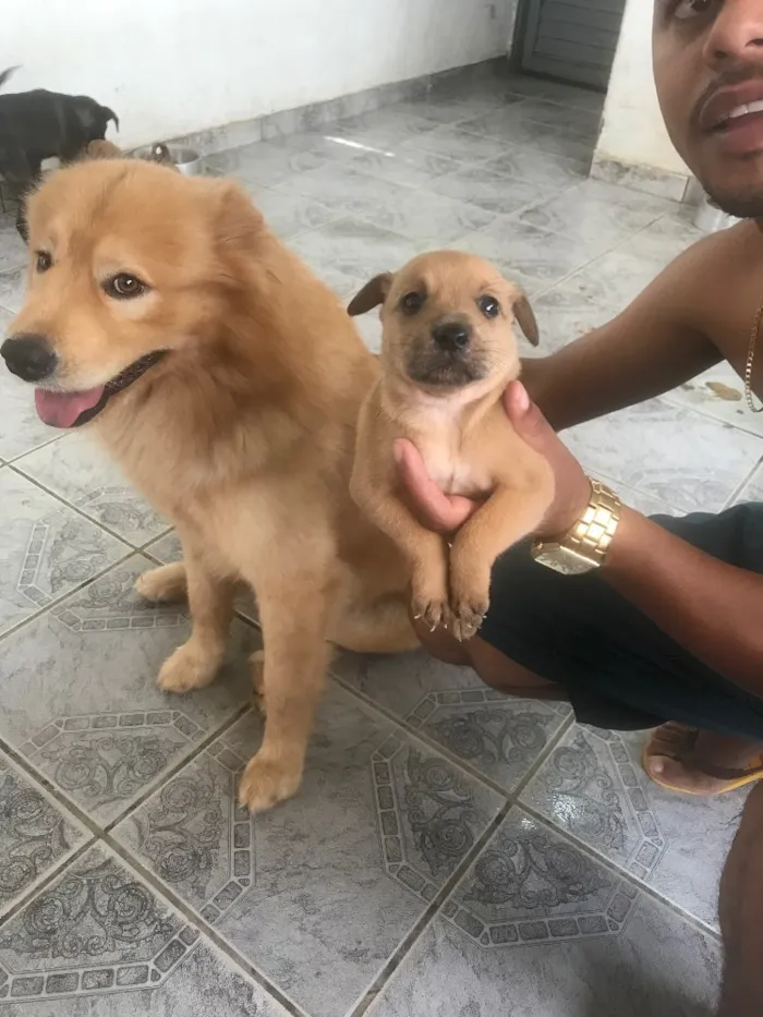 Cachorro ra a Pai chow chow mãe vira lata  idade Abaixo de 2 meses nome Lindezas 