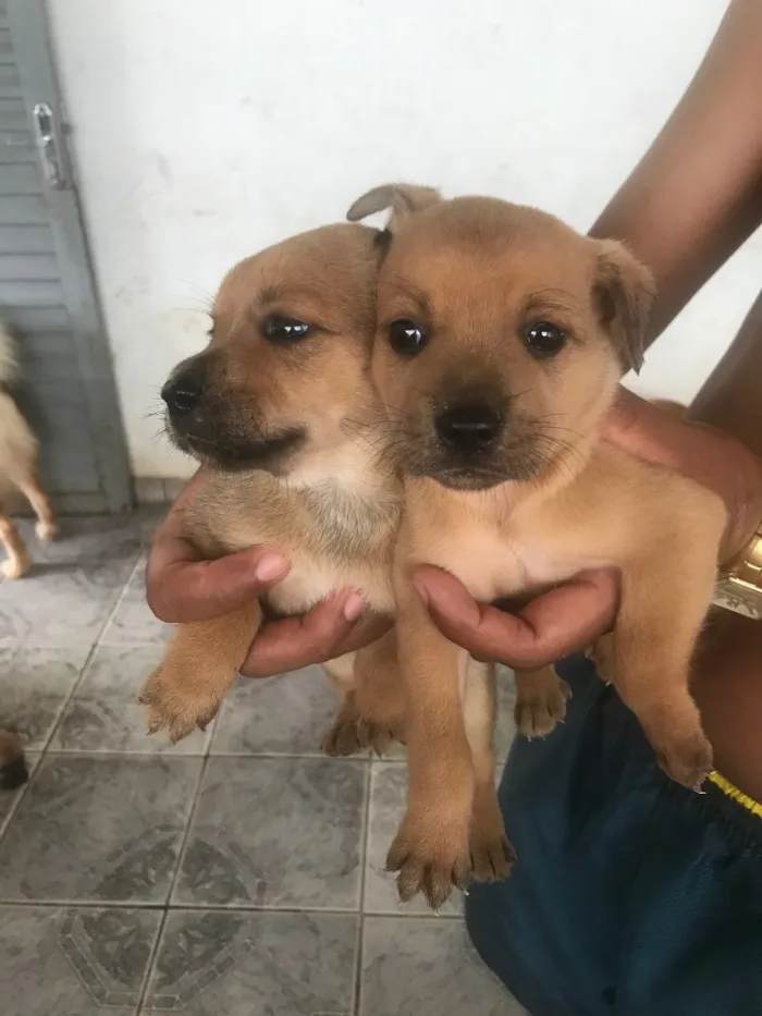 Cachorro ra a Pai chow chow mãe vira lata  idade Abaixo de 2 meses nome Lindezas 