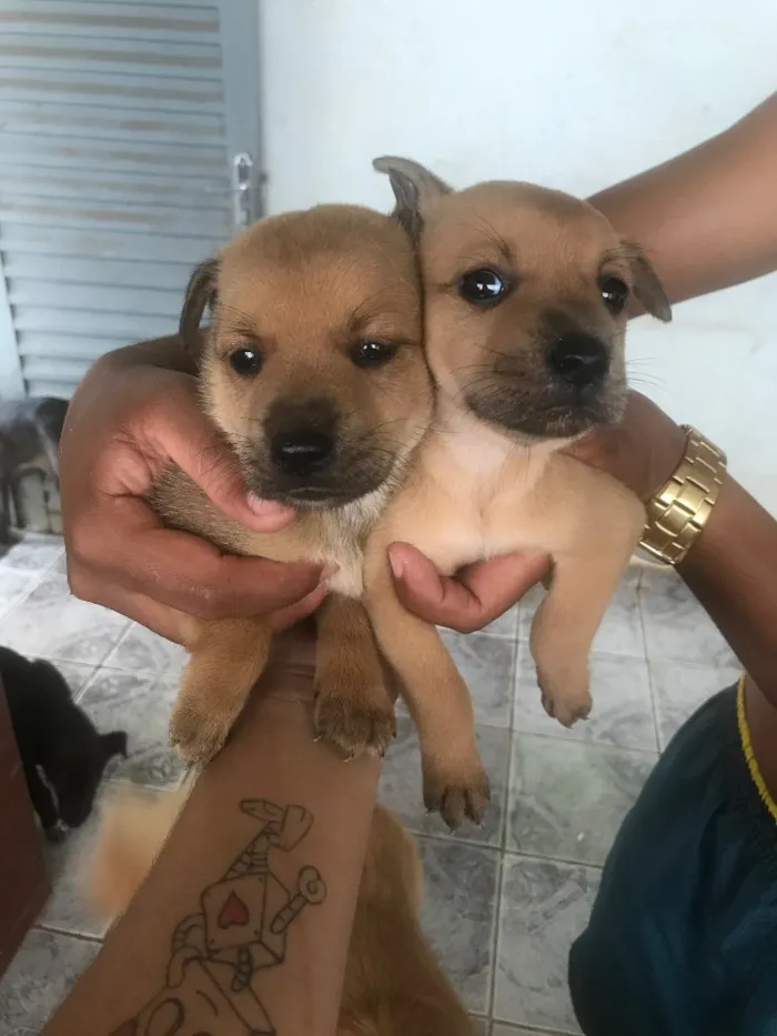 Cachorro ra a Pai chow chow mãe vira lata  idade Abaixo de 2 meses nome Lindezas 