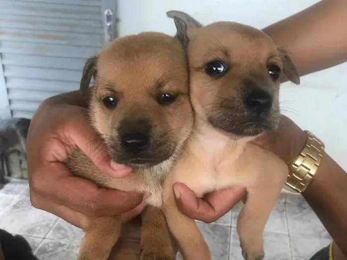 Cachorro ra a Pai chow chow mãe vira lata  idade Abaixo de 2 meses nome Lindezas 