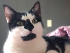 Gato raça Sem raça definida  idade 1 ano nome Ivy 