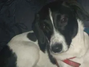 Cachorro raça Indefinida  idade 2 a 6 meses nome Mazaya