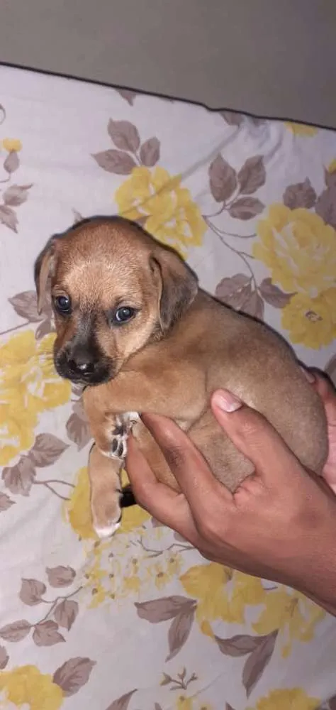 Cachorro raça  idade Abaixo de 2 meses nome Ainda sem nome
