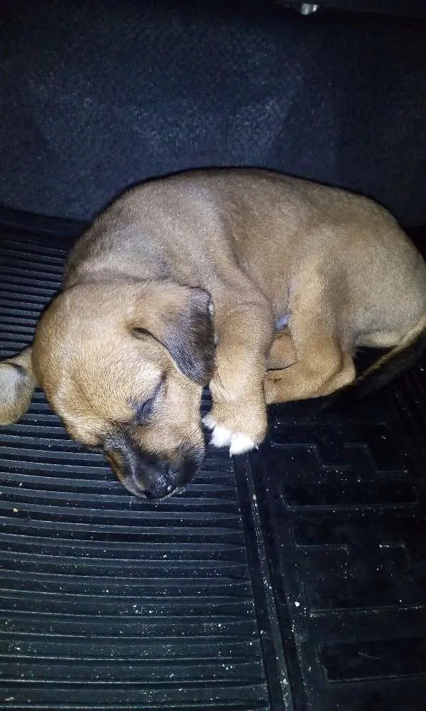 Cachorro raça  idade Abaixo de 2 meses nome Ainda sem nome