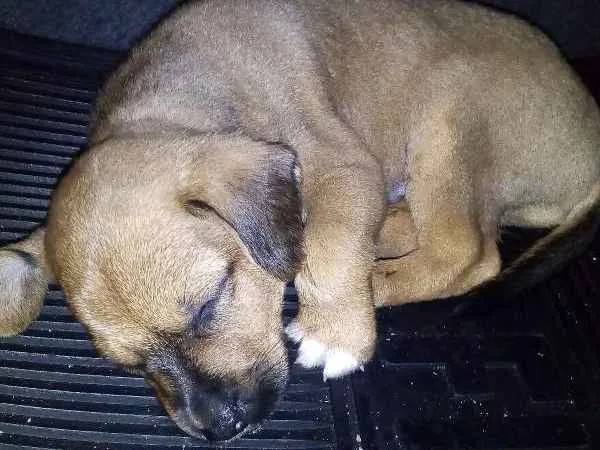 Cachorro raça  idade Abaixo de 2 meses nome Ainda sem nome