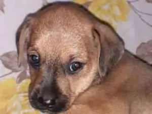Cachorro raça  idade Abaixo de 2 meses nome Ainda sem nome