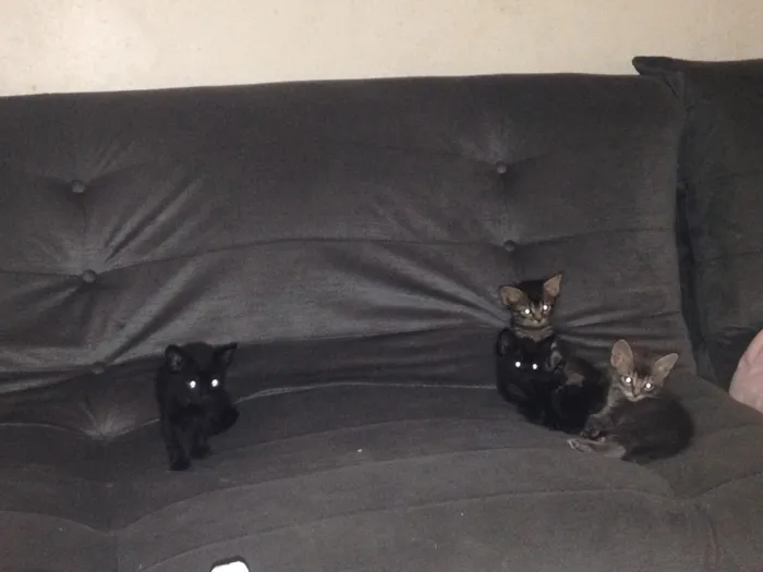 Gato ra a Indefinida idade  nome Sem Nome