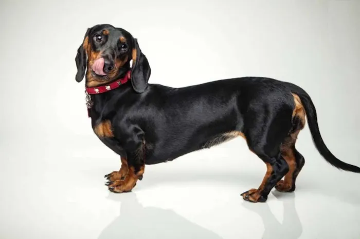 Cachorro raça BASSET DASH (COFAP - SALSICHA) idade 6 ou mais anos nome FLORA