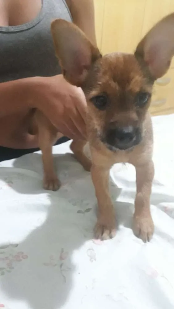 Cachorro ra a Vira lata idade 2 a 6 meses nome Maya