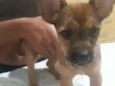 Maya