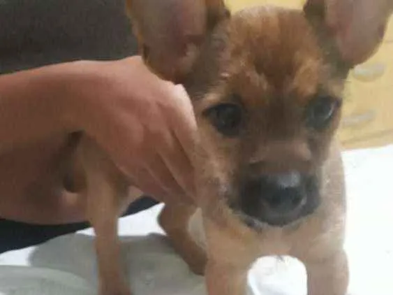 Cachorro ra a Vira lata idade 2 a 6 meses nome Maya
