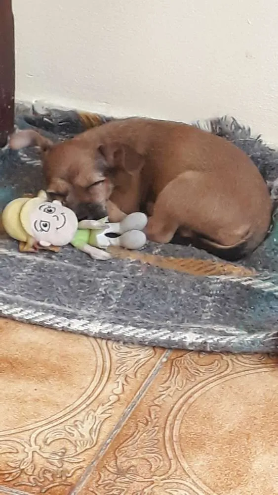 Cachorro ra a Vira lata idade 2 a 6 meses nome Maya