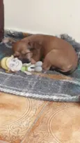 Maya
