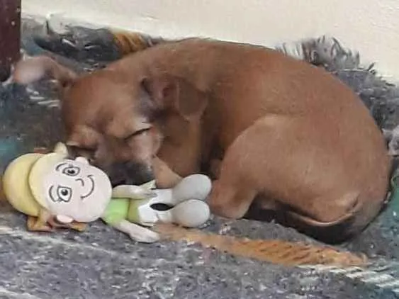 Cachorro ra a Vira lata idade 2 a 6 meses nome Maya