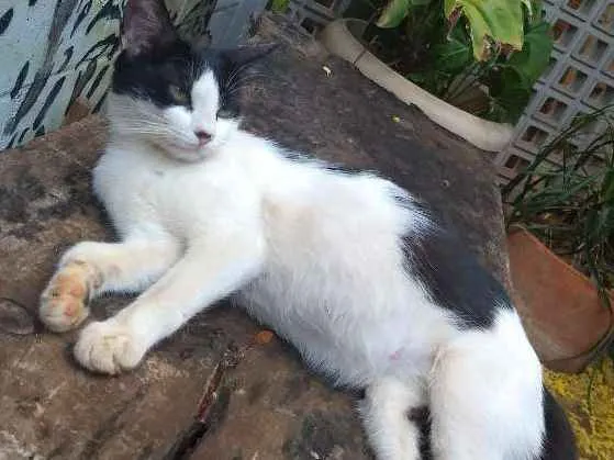 Gato ra a sem raça definida idade 3 anos nome temmie