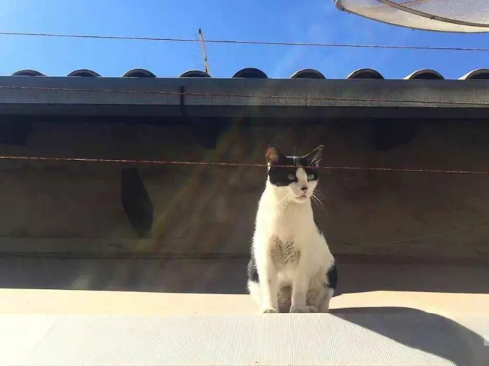 Gato ra a sem raça definida idade 3 anos nome temmie