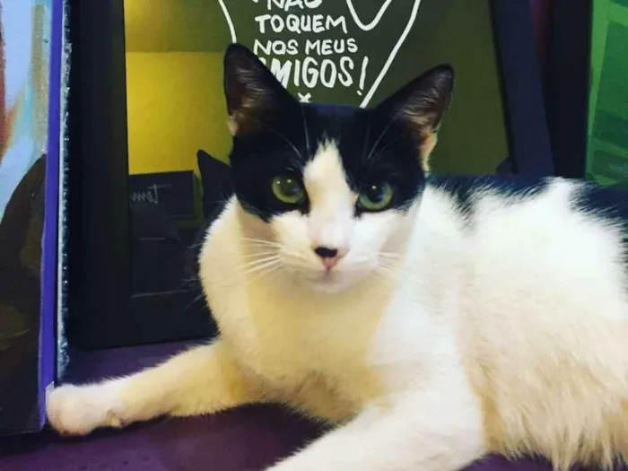 Gato ra a sem raça definida idade 3 anos nome temmie