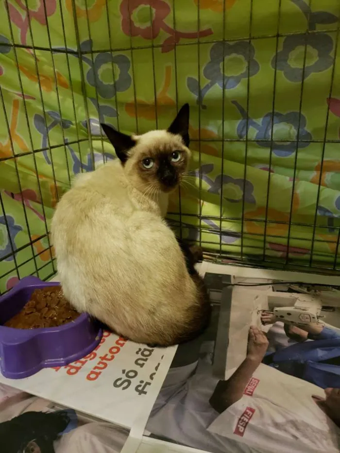 Gato ra a SRD, "sialata" idade 2 a 6 meses nome Rafinha