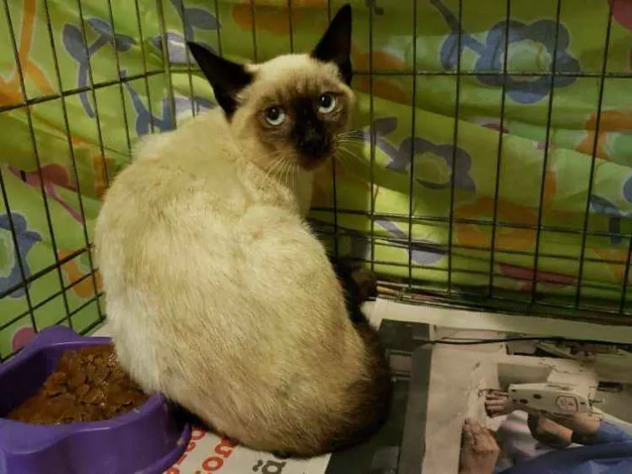 Gato ra a SRD, "sialata" idade 2 a 6 meses nome Rafinha