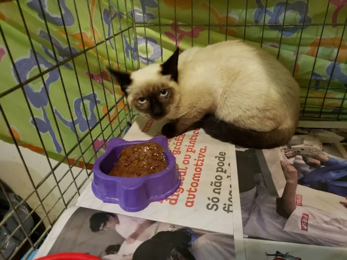 Gato ra a SRD, "sialata" idade 2 a 6 meses nome Rafinha