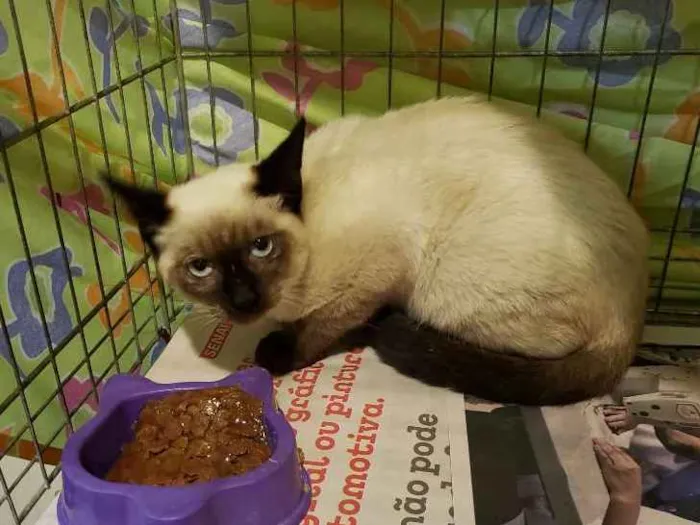 Gato ra a SRD, "sialata" idade 2 a 6 meses nome Rafinha